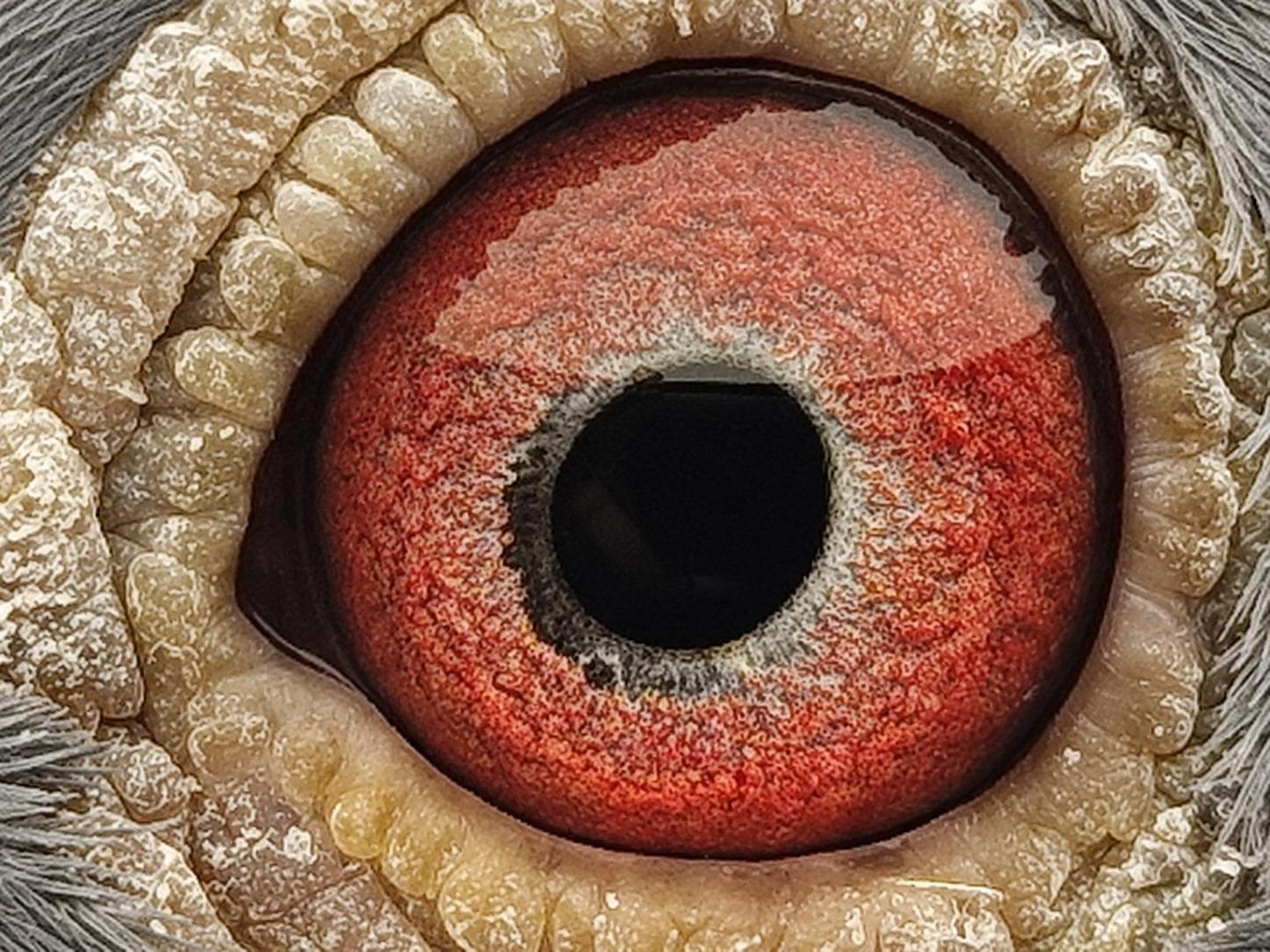 Pigeon eye